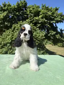 American Cocker Spaniel - Egyptian Lotus