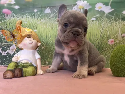 French Bulldog - Bella