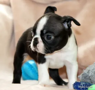 Boston Terrier - Ceasar Onhold