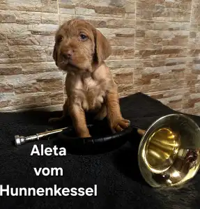 Hungarian Wire-haired Vizsla - Aleta Vom Hunnenkessel
