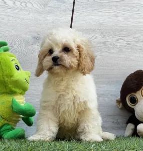Cavapoo - Ella ( Toy Size )