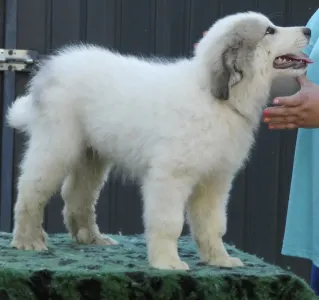 Pyrenean Mountain Dog - Candybelldream Emily