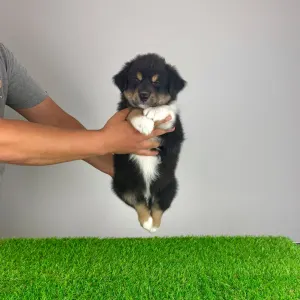 Australian Shepherd - Tyso