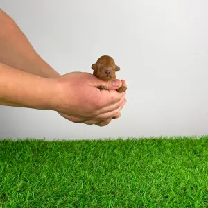 Poodle Miniature - Hillary