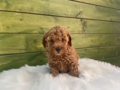 Poodle Miniature - Ronnie