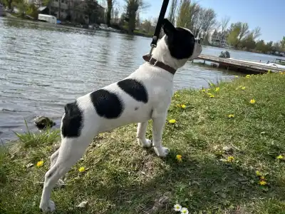 Boston Terrier - Babett