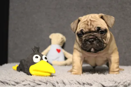 Buldog francuski - Elmo