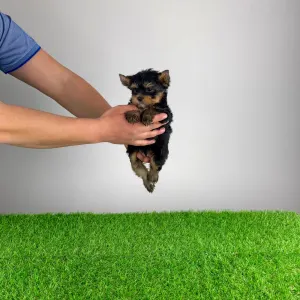 Yorkshire terrier - Pancho