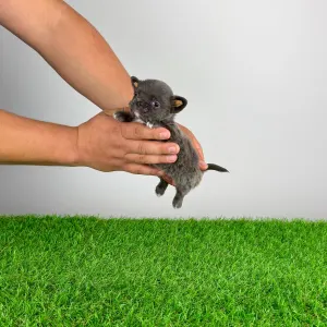 Чихуахуа - Olea