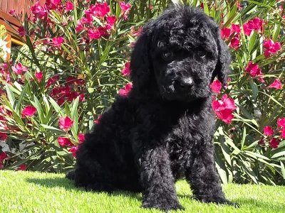Cavapoo - Zeus