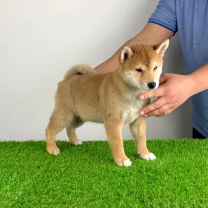 Shiba Inu - Leni