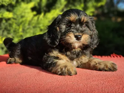 Cavapoo - Sushi