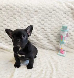 Bouledogue français - Daisy