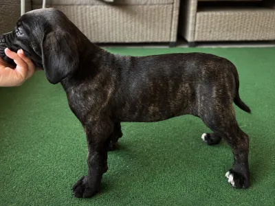Cane Corso - Bella