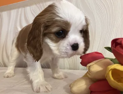 Cavalier king Charles spaniel - Aaron