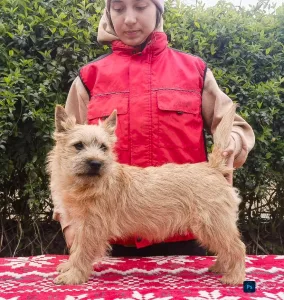 Cairn Terrier - Amiral