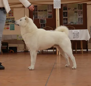 Hokkaido - Akihiro