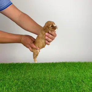 Cavalier King Charles Spaniel - Lisbeth
