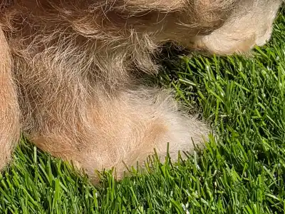 Cavapoo - Frakk