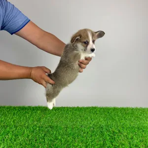 Welsh Corgi Pembroke - Sculli