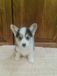 Welsh Corgi Pembroke - Danny