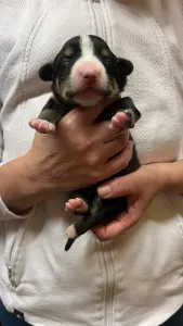 Entlebucher - Glee Helvétsky Priateľ