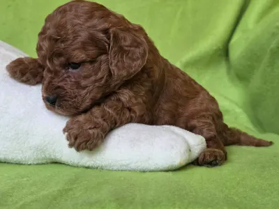 Cavapoo - Redsonja