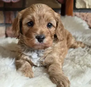 Cavapoo - Silk