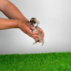 Чихуахуа - Esta