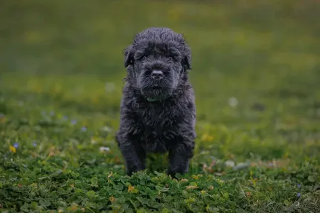Orosz fekete terrier - Hills Diamonds