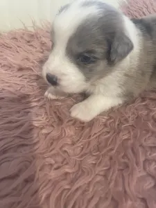 Border Collie - Sable Merle Kan