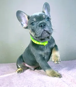 Bulldog francez - Brad