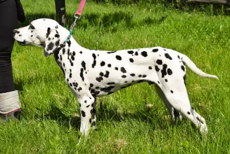 Dalmatian - Bingo