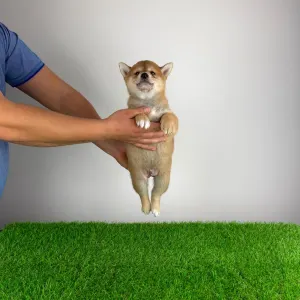 Shiba - Lajta