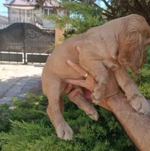 Angol Cocker spániel - Charlie