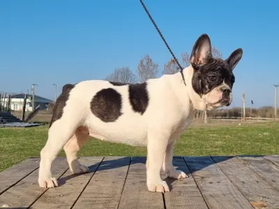 Französische Bulldogge - Isabell