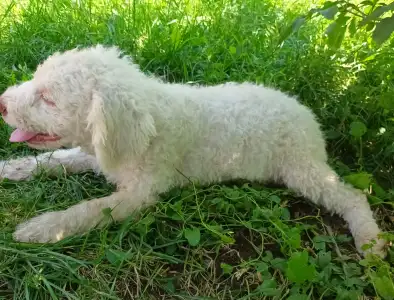 Lagotto Romagnolo - Adele