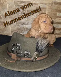 Hungarian Wire-haired Vizsla - Alana Vom Hunnenkessel