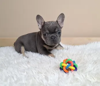 Bulldog francese - Alíz