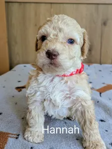 Lagotto Romagnolo - Ürömi Szarvasgombász Hannah