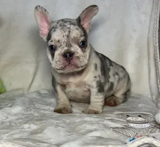 French Bulldog - Denis