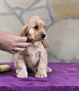 Englischer Cocker Spaniel - J.d. Of Your Sweetest Dream