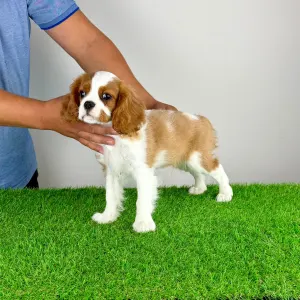 Cavalier King Charles Spaniel - Zercho