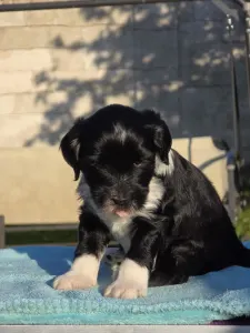 Tibeti terrier - Indiana 