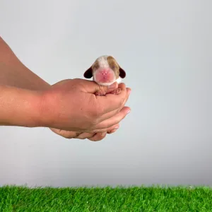 Cavalier King Charles Spaniel - Joy