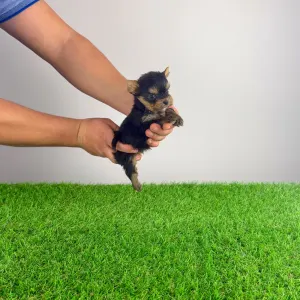 Yorkshire Terrier - Kiro