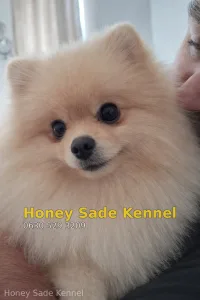 Pomeranian - Honey Sade