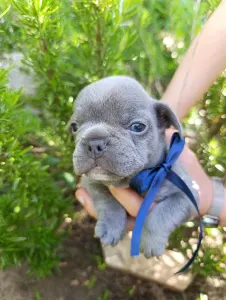 Francia bulldog - Nixon