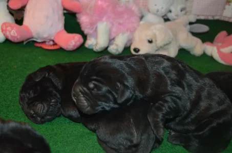 Cane Corso Italiano - Dolce Assassino Primus