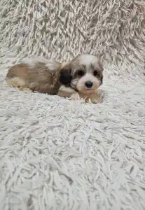 Havanese - Maggie